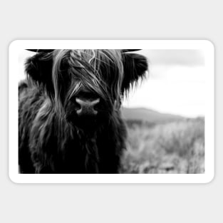 Scottish Highland Cattle Baby - Black and White Animal Photography Sticker